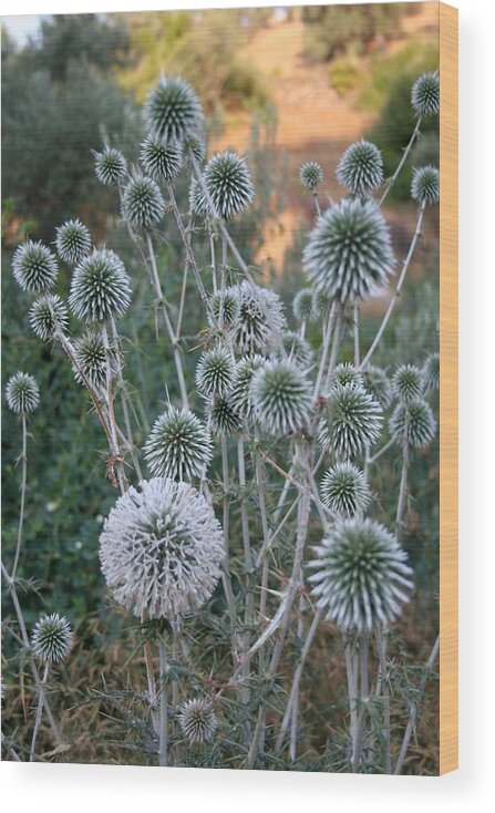 Allium Sphaerocephalon Wood Print featuring the photograph Seed Head Of Leek Flower Allium Sphaerocephalon by Taiche Acrylic Art