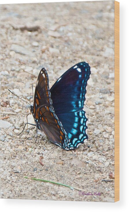 'astyanax' Red-spotted Purple Wood Print featuring the photograph Seeking Minerals by Kristin Hatt