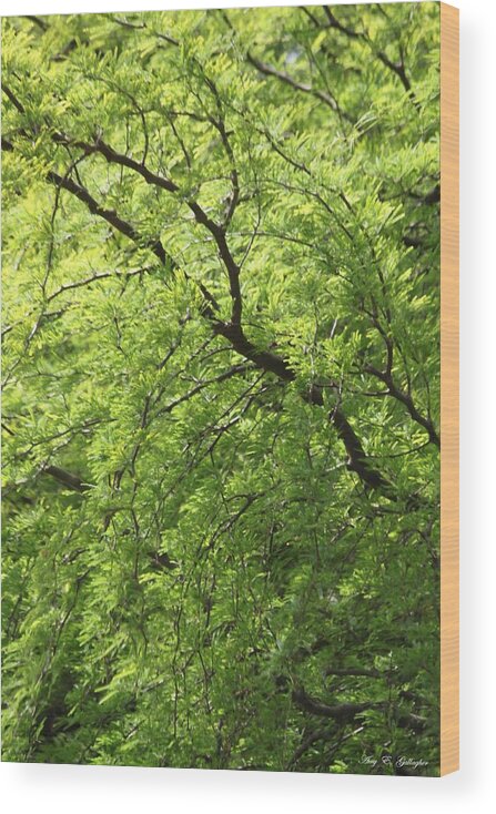 Tree Wood Print featuring the photograph Shades Of Green by Amy Gallagher