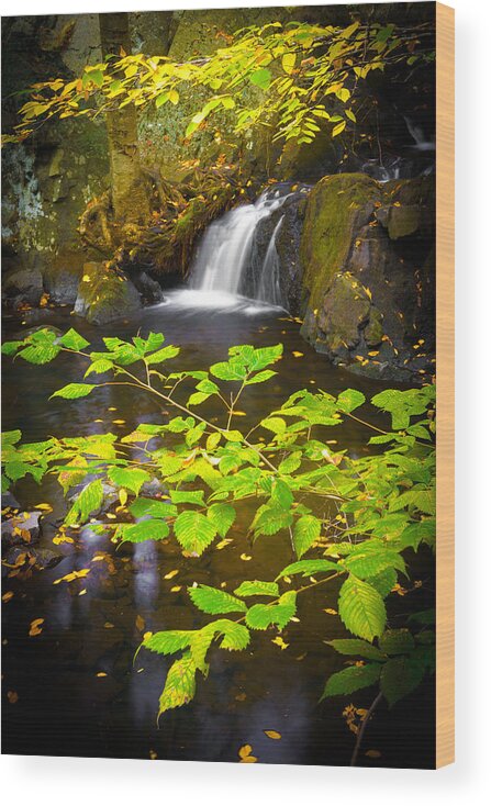 Leaves Wood Print featuring the photograph Silent Brook by Mark Rogers