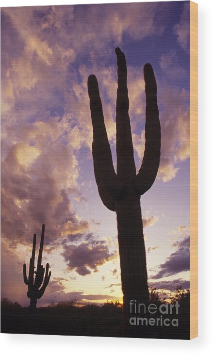 American Southwest Wood Print featuring the photograph Silhouetted saguaro cactus sunset at dusk Arizona State USA by Jim Corwin
