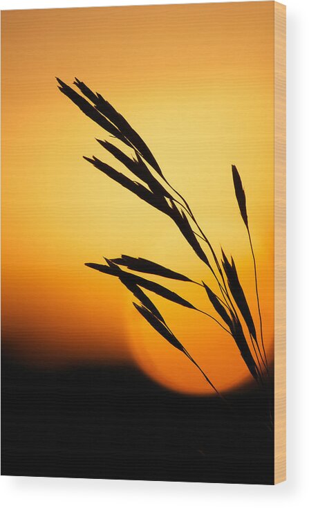 Sunset Wood Print featuring the photograph Simply Natural by Penny Meyers