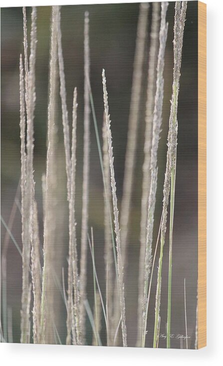 Tall Grass Wood Print featuring the photograph Simply Pure by Amy Gallagher