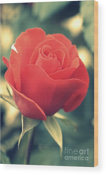 Gift Wood Print featuring the photograph Single red Rose by Amanda Mohler
