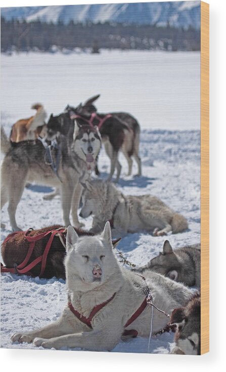 Husky Wood Print featuring the photograph Sled dogs by Duncan Selby