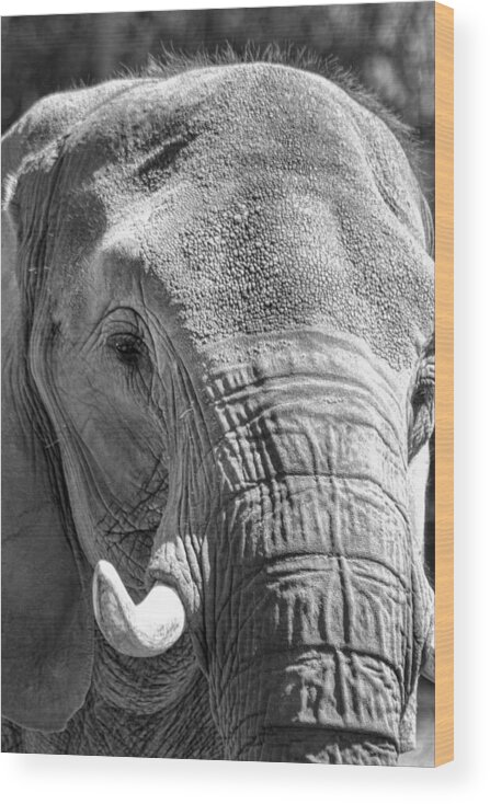 Elephant Wood Print featuring the photograph Sleepy Elephant Lady Black and White by Kathy Clark