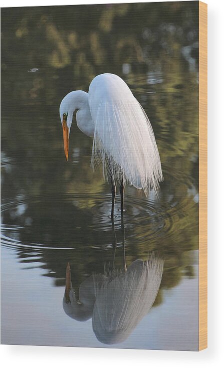Great Egret Wood Print featuring the photograph Snack Hunt by Theo OConnor