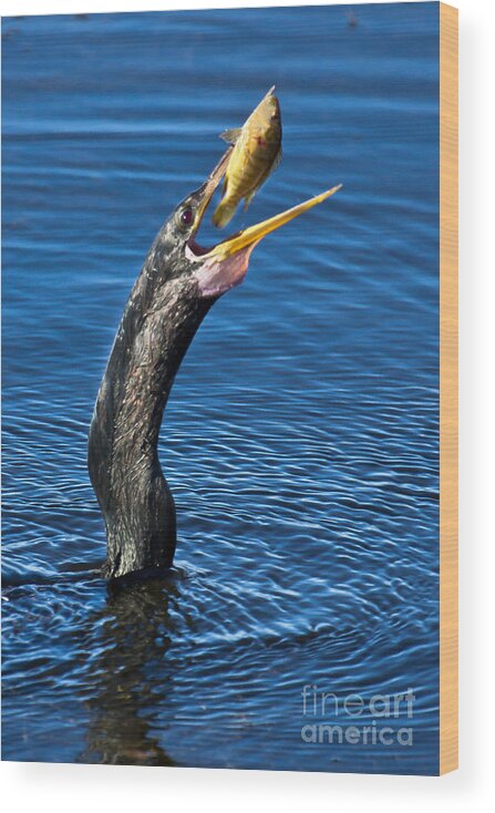 Adult Wood Print featuring the photograph Snakebird by Ronald Lutz