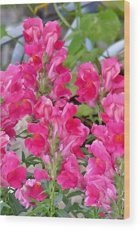Floral Wood Print featuring the photograph Snapdragons by Kim Bemis