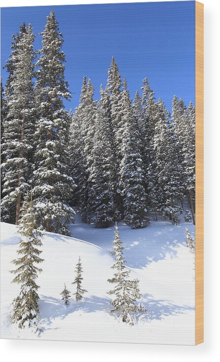 Landscapes Wood Print featuring the photograph Snow Trees by Eric Glaser