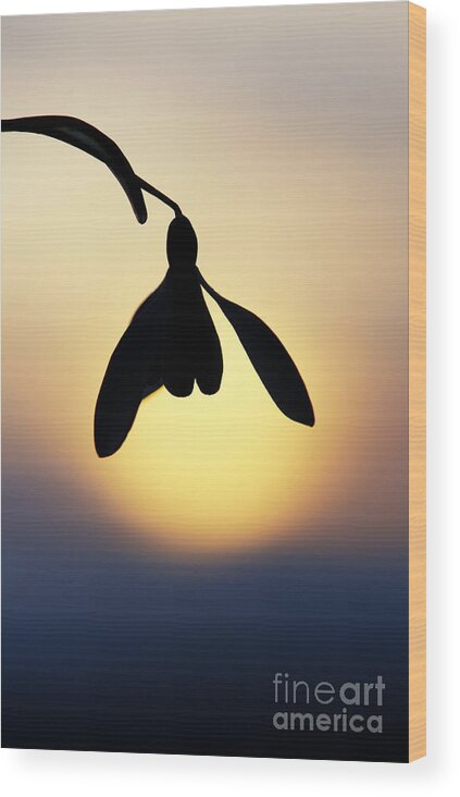 Snowdrop Wood Print featuring the photograph Snowdrop Silhouette by Tim Gainey