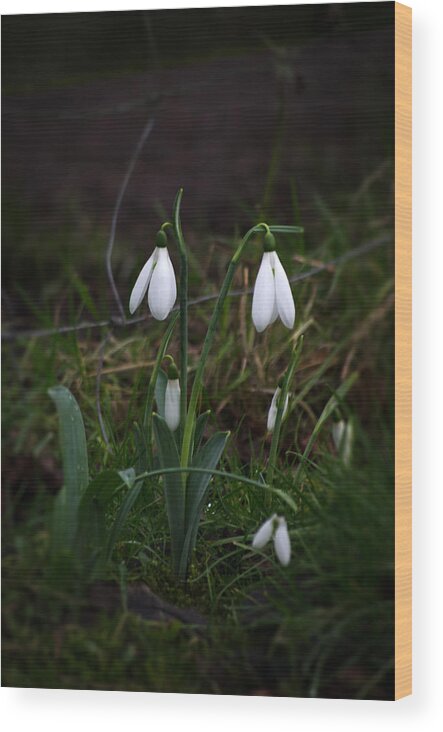Nature Wood Print featuring the photograph Snowdrops by Spikey Mouse Photography