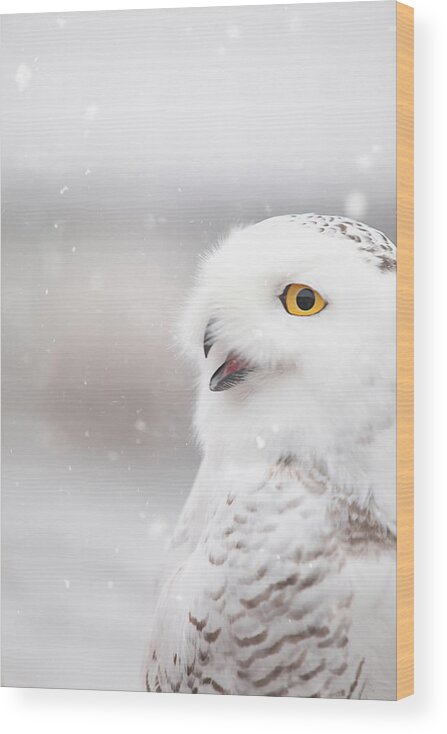 Wildlife Wood Print featuring the photograph Snowie in the Snow by Carrie Ann Grippo-Pike