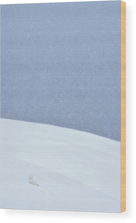 Arctic Wood Print featuring the photograph Snowy Arctic Fox In Svalbard by Yves Adams