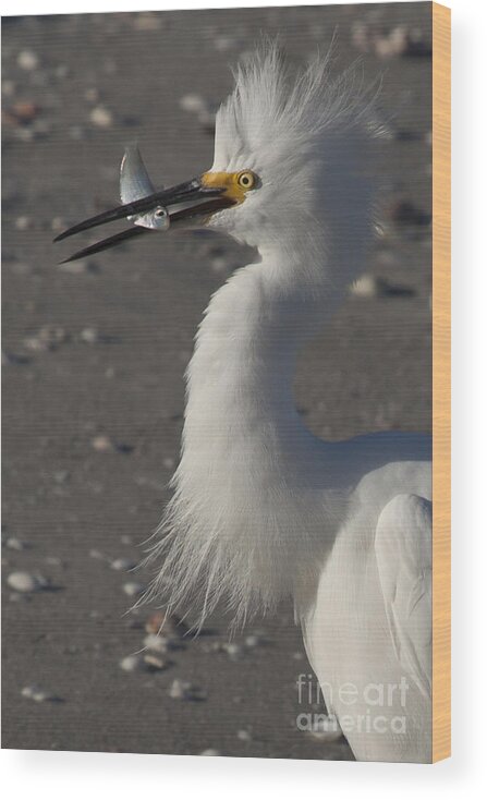 Snowy Egret Wood Print featuring the photograph Snowy Egret Fishing by Meg Rousher