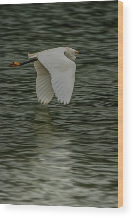 Egretta Thula Wood Print featuring the photograph Snowy Egret on estuary by Jeff Folger