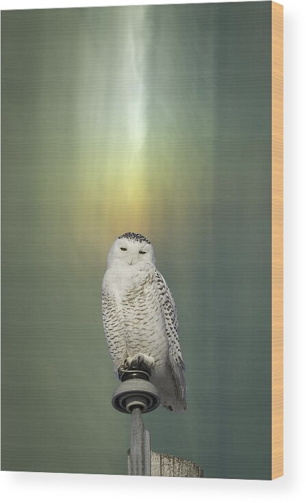 Snowy Owl (bubo Scandiacus) Wood Print featuring the photograph Snowy Owl And Aurora Borealis by Thomas Young