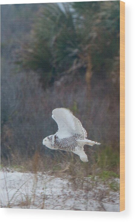 Snowy Owl Wood Print featuring the photograph Snowy Owl In Florida 11 by David Beebe