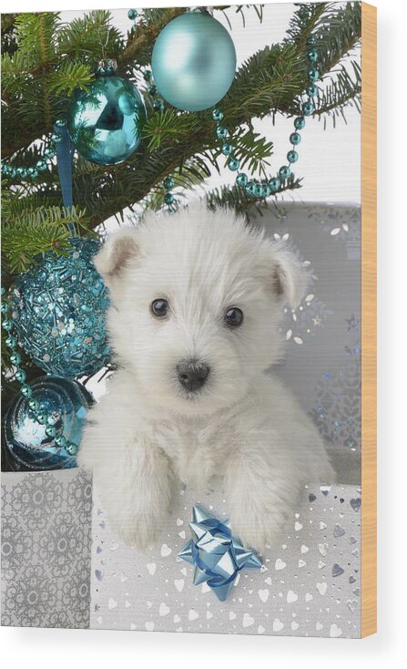 West Wood Print featuring the photograph Snowy White Puppy Present by MGL Meiklejohn Graphics Licensing