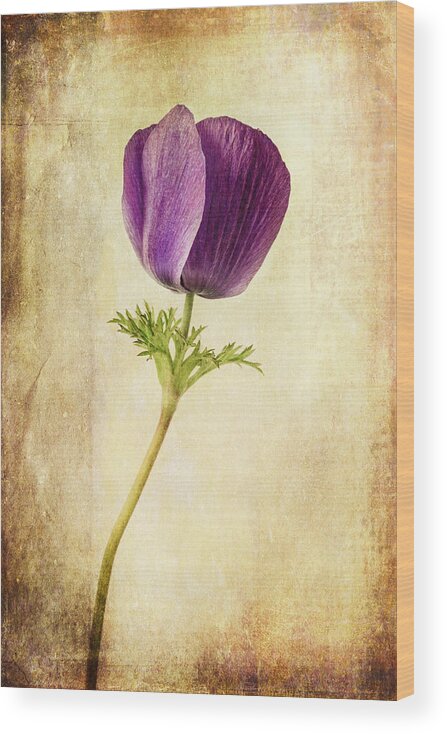 Anemone Wood Print featuring the photograph Sophisticated Lady by Caitlyn Grasso