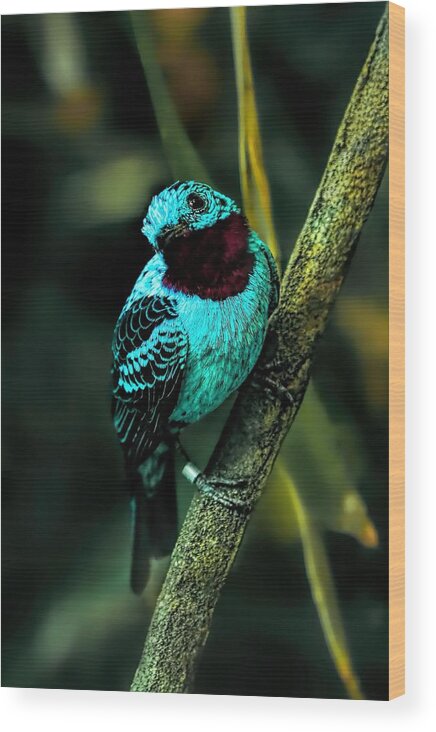 Spangled Continga Wood Print featuring the painting Spangled Cotinga Turquoise Bird by Tracie Schiebel