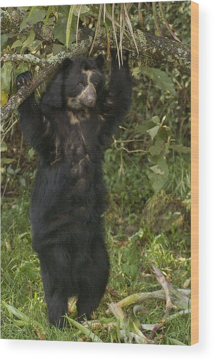 Feb0514 Wood Print featuring the photograph Spectacled Bear In Cloud Forest by Pete Oxford