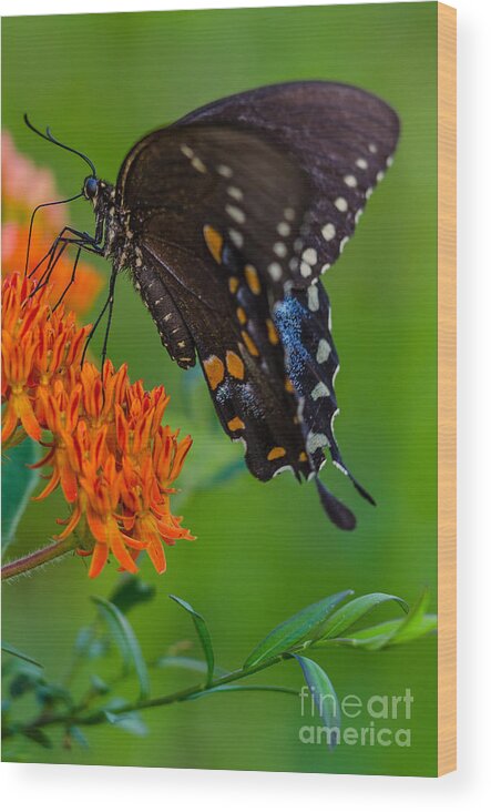 Spicebush Swallowtail Wood Print featuring the photograph Spicebush swallowtail by Anthony Heflin