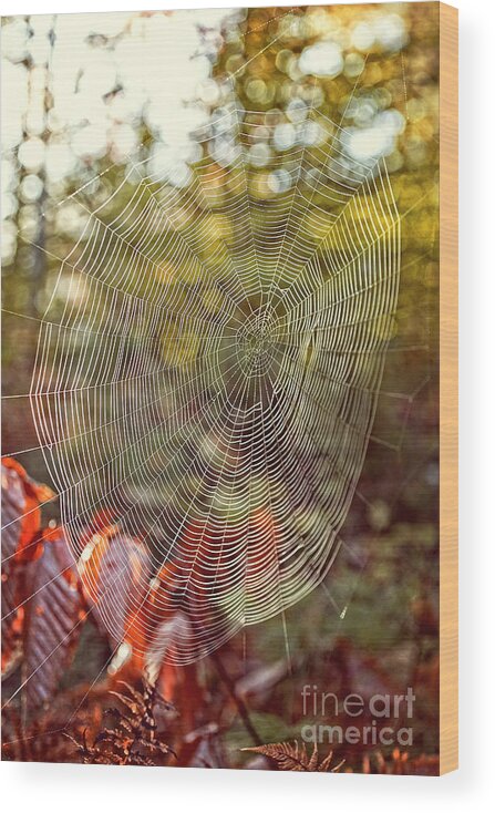 Background Wood Print featuring the photograph Spider Web by Edward Fielding