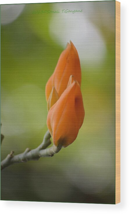 Spirit Of Spring Wood Print featuring the photograph Spirit of Spring by Sonali Gangane