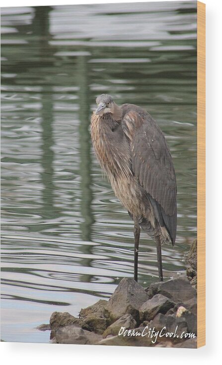 Ardea Herodias Wood Print featuring the photograph Spotted by a Great Blue Heron by Robert Banach