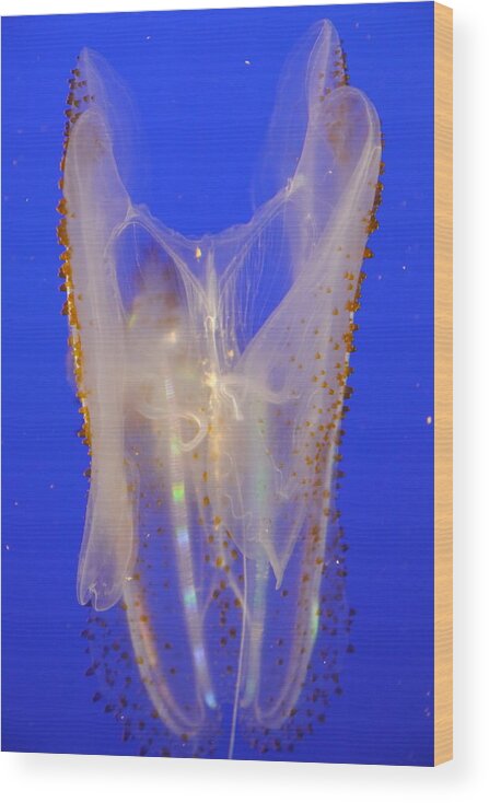 Leucothea Pulchra Wood Print featuring the photograph Spotted Comb Jelly by Amelia Racca