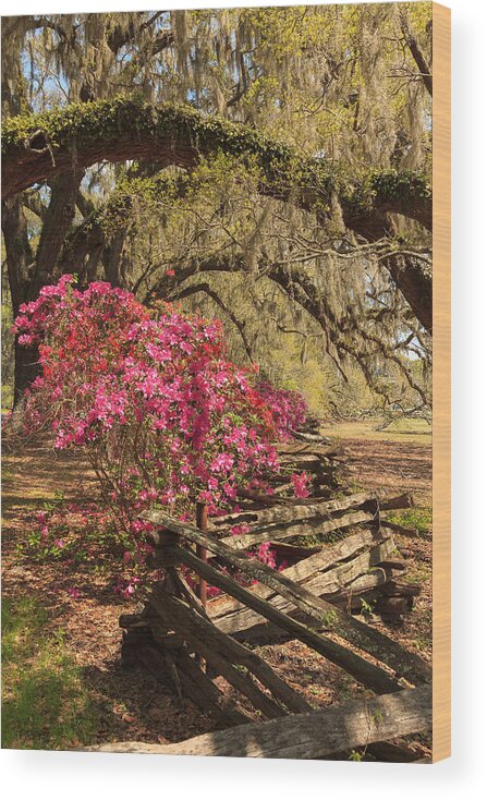 Azalea Wood Print featuring the photograph Spring Beauty by Patricia Schaefer