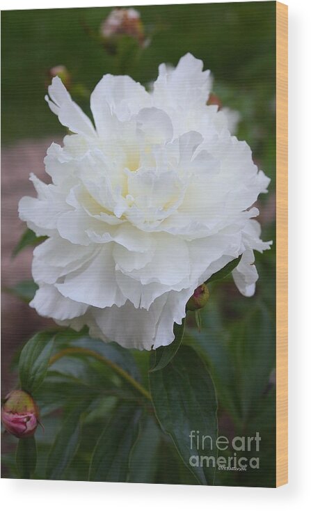 Peony Wood Print featuring the photograph Spring Beauty by Veronica Batterson