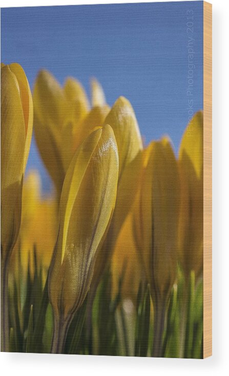  Wood Print featuring the photograph Spring Bloom Weed Park 2013 1 by Paul Brooks