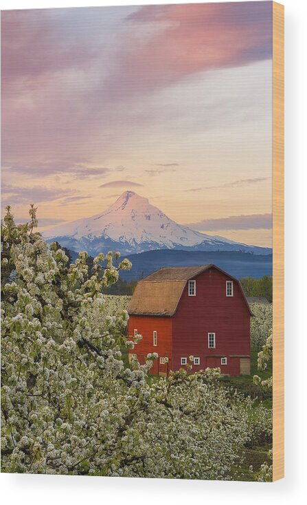 Hood River Wood Print featuring the photograph Spring Blossoms Sunrise by Ryan Manuel