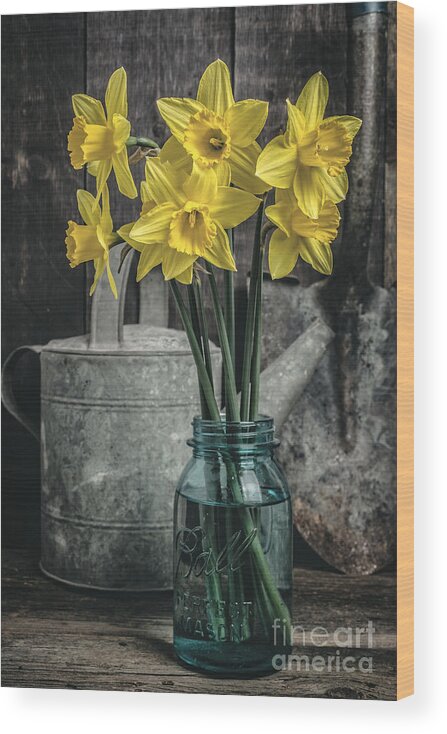 Daffodils Wood Print featuring the photograph Spring Daffodil Flowers by Edward Fielding