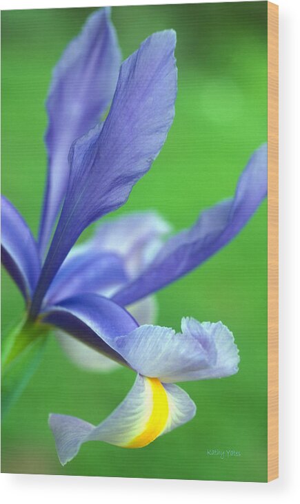 Floral Wood Print featuring the photograph Spring Iris by Kathy Yates