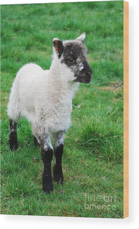 Lamb Wood Print featuring the photograph Spring Lamb by Joe Cashin