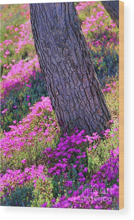 Spring Meadow Wood Print featuring the photograph Spring Meadow by Mariola Bitner