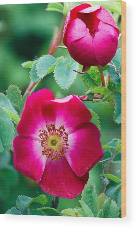 Bloom Wood Print featuring the photograph Spring Rose Flowers by Michael Russell