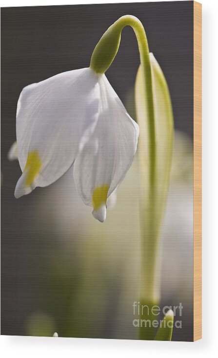 Summer Snowflake Wood Print featuring the photograph Spring Snowflake by Heiko Koehrer-Wagner