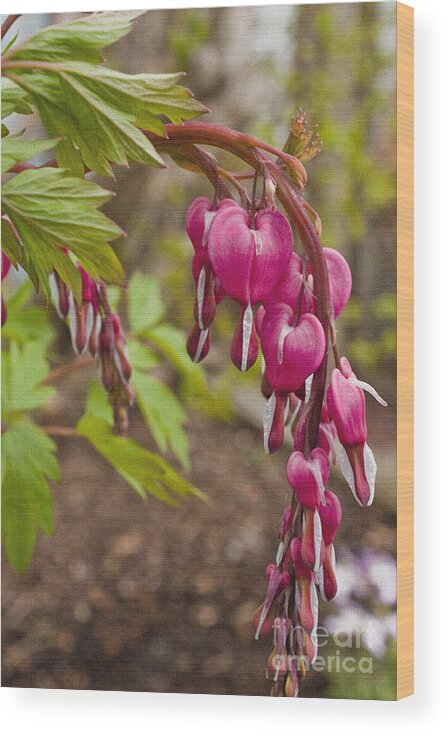 Spring's First Love Wood Print featuring the photograph Spring's First Love by Sandi Mikuse