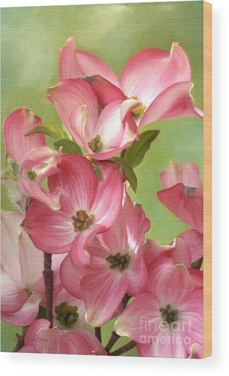 Eastern Dogwood Wood Print featuring the photograph Springtime Dance by Beve Brown-Clark Photography