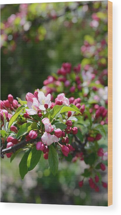 Spring Wood Print featuring the photograph Springtime by Linda Mishler