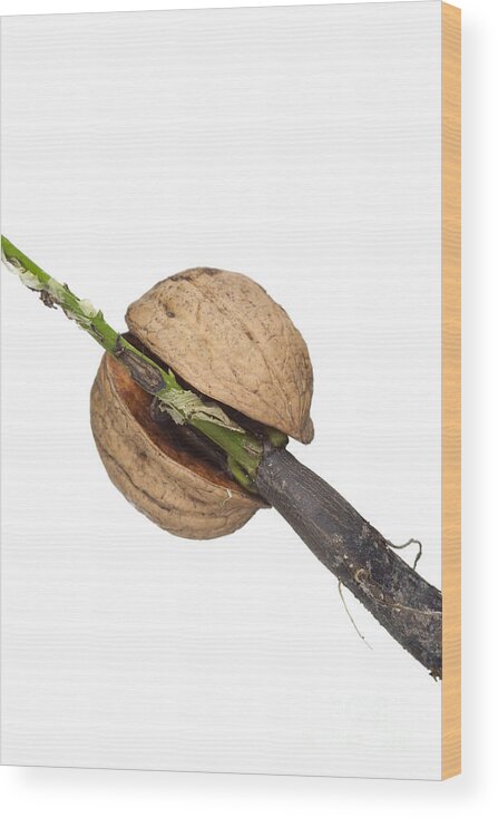 Detail Wood Print featuring the photograph Sprouting Nut by Michal Boubin
