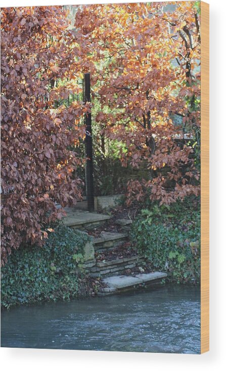 Trees Wood Print featuring the photograph Stairway to tranquility by Denise Cicchella