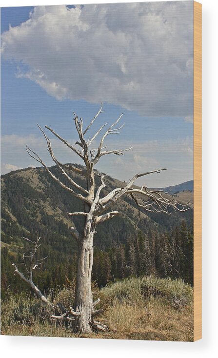 Montana Wood Print featuring the photograph Standing Alone by Kathleen Scanlan