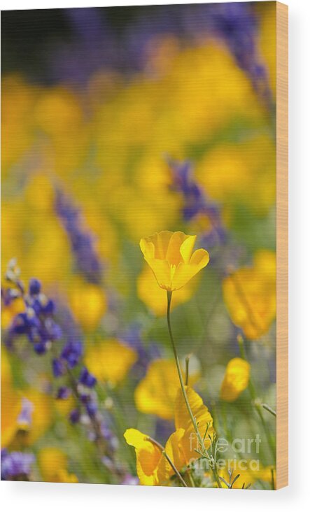 Flower Wood Print featuring the photograph Standing Out In A Crowd by Tamara Becker
