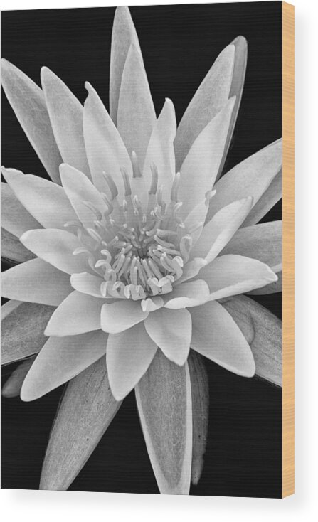 White Water Lily Wood Print featuring the photograph Star Of The Water by Jeff Sinon