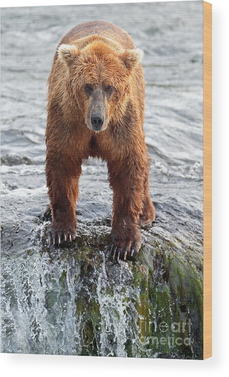 Brown Bear Wood Print featuring the photograph Stare Down by Bill Singleton